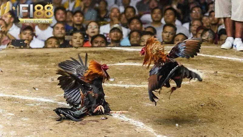 Khám phá thế giới đá gà đa dạng tại Fi88 
