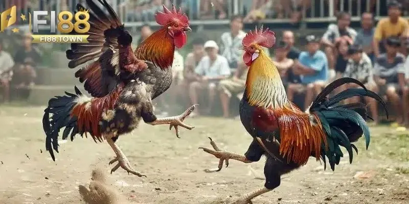 Sân chơi đá gà uy tín với đa dạng mạng gà tài Fi88 